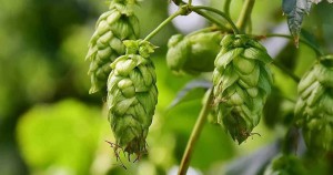 Cryo Hop Mosaic